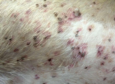 red bumps can be a sign that the dog needs to see the vet right away