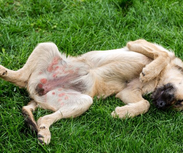 lesions on a dog's belly as a result of gnat bites