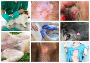 Circular Red Spots on Dogs [Pictures & Vet Advice]