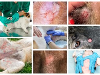 collage of pictures showing red circular lesions on dog skin