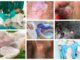 collage of pictures showing red circular lesions on dog skin