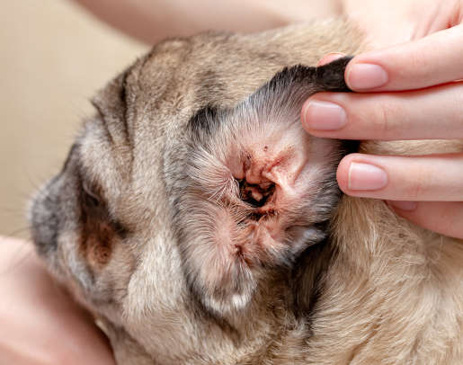 Dirty ear of a dog