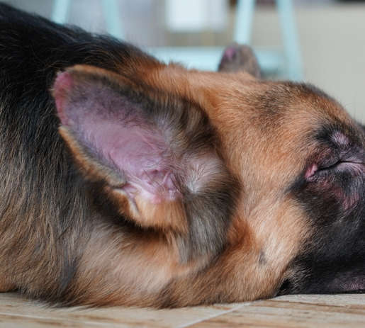 red ear on german shepherd due to dermatitis