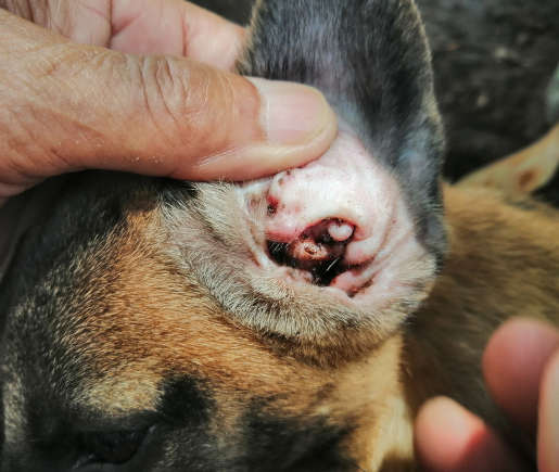 red bumps in a dog's ears due to parasites