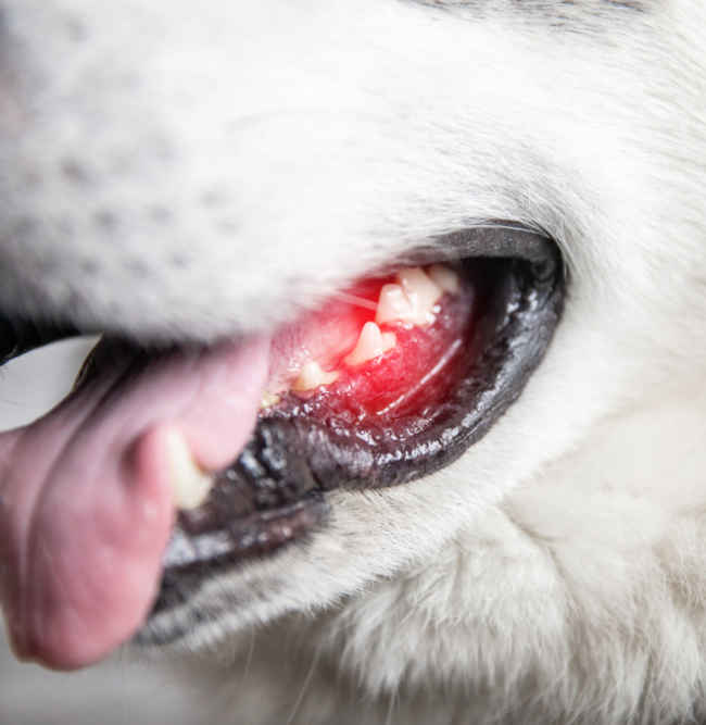 what does an abscess tooth look like on a dog