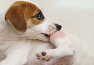 Red and Itchy Skin in Dogs: Top Causes & How to Help Your Dog
