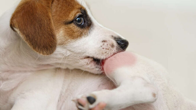 red itchy dog biting his leg