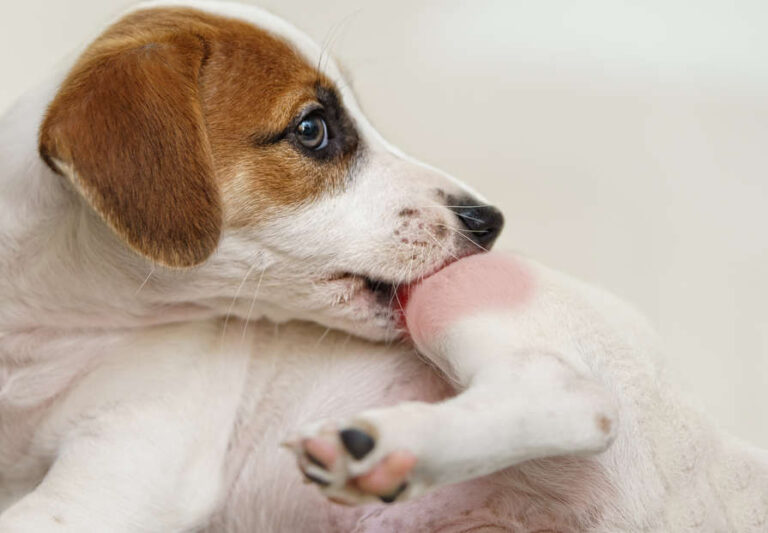 Red and Itchy Skin in Dogs: Top Causes & How to Help Your Dog