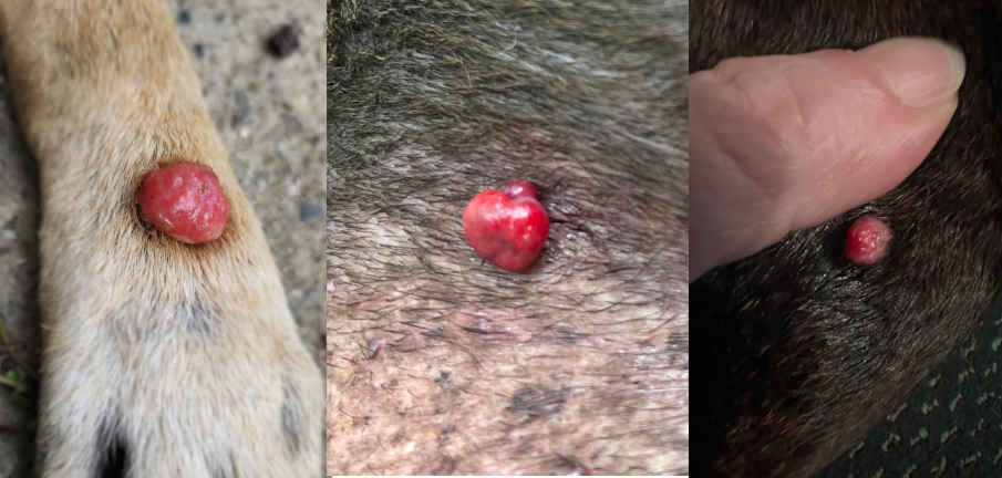 collage of pictures showing red bumps or lumps that look like histiocytomas