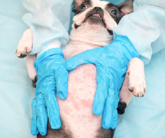 Germolene on dog outlet wound