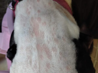 Raised and pink skin with localized fur loss, due to an allergic reaction to a wasp sting, new food or plant