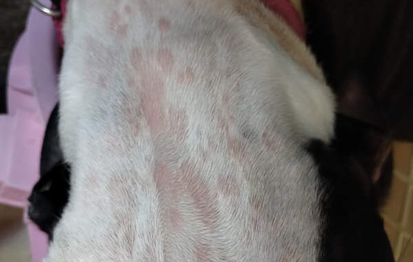 Dog rash on 2025 belly home treatment