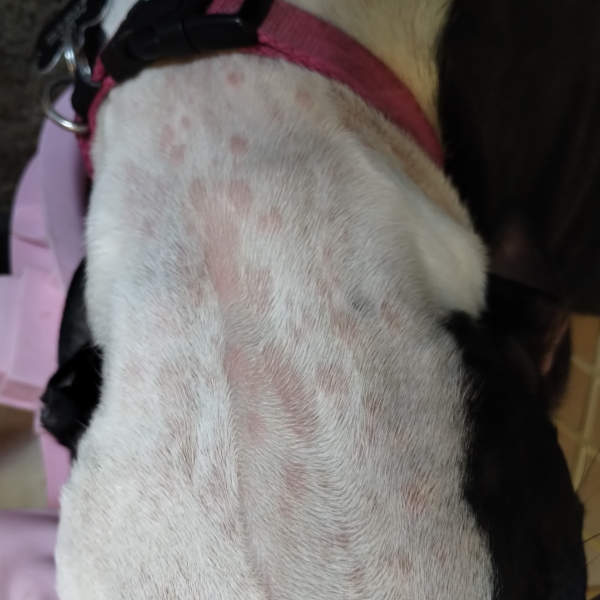 Raised and pink skin with localized fur loss, due to an allergic reaction to a wasp sting, new food or plant