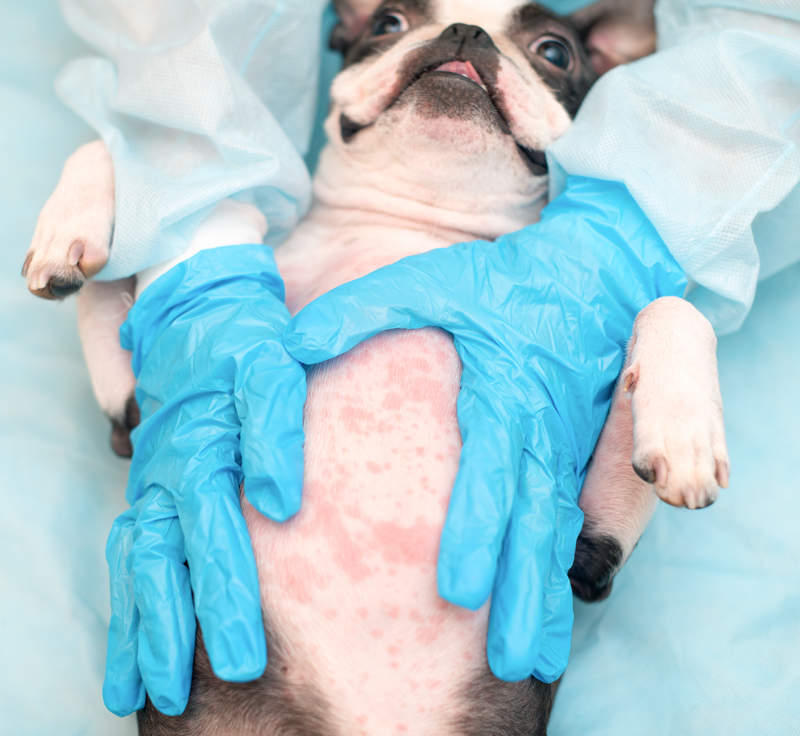 Red rash on a dog's belly (due to environmental allergies) with veterinarian hands in blue gloves