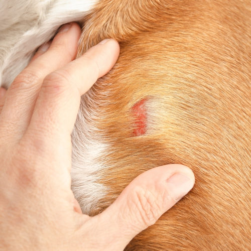 A red and inflamed area of skin with missing fur on a dog