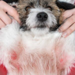 Red Alert: Red Skin Issues and Rashes in Dogs [with Pics]