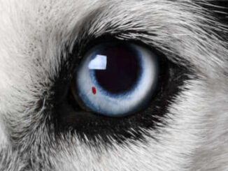 small red spot on a dog's eye