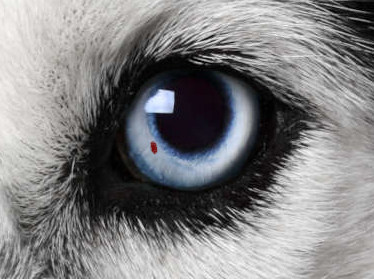 small red spot on a dog's eye