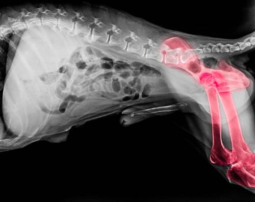 X-ray film of dog lateral view with red highlights in leg bones