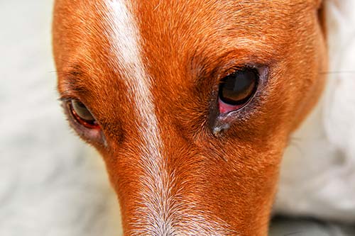 conjunctivitis eyes of dog
