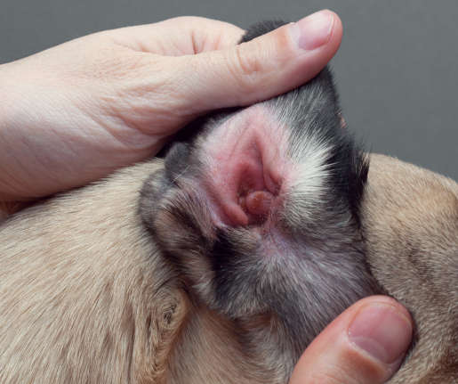 close up of redness in dog ear due to allergies