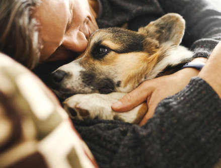 Set up a cozy spot for your dog to rest and recuperate.