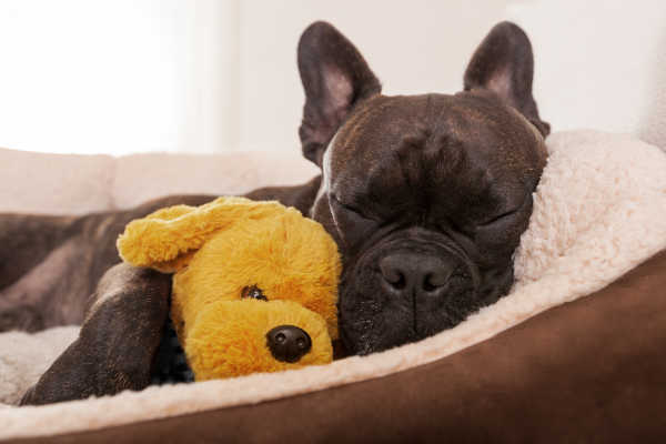 dog resting in her bed with a toy