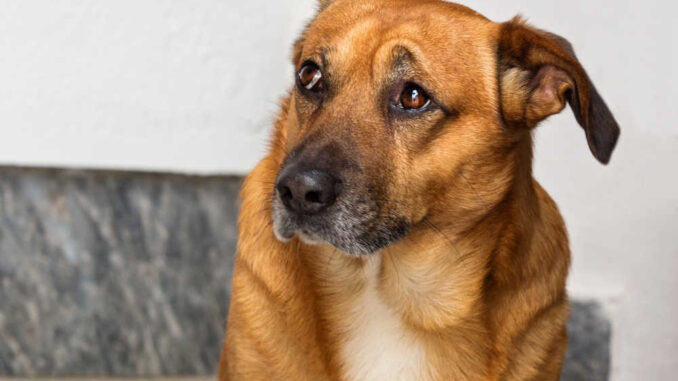 senior dog looking restless and anxious indoors