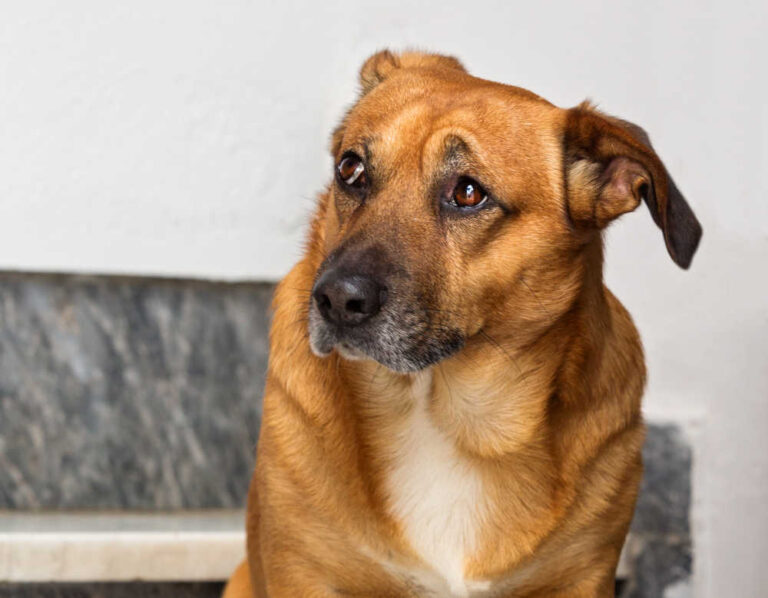 Senior Dog Pacing but Won’t Lie Down or Rest: What is Going On?