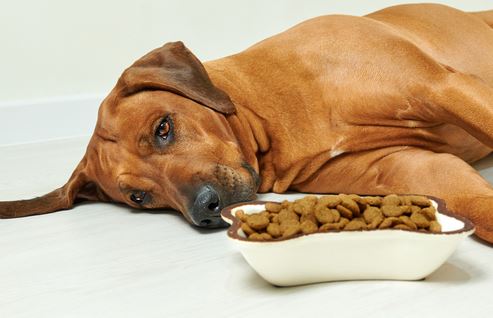 sad Rhodesian ridgeback lying on the floor next to bowl full of dry food