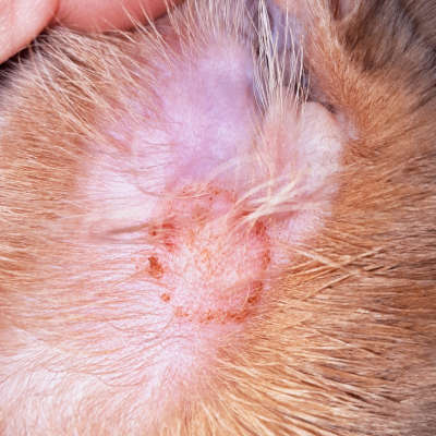 ringworm impact on pet skin