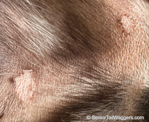 ringworm fungal infection with patches of hair loss