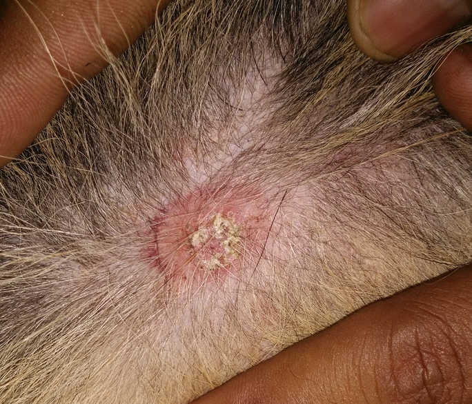 ringworm lesion on dog skin