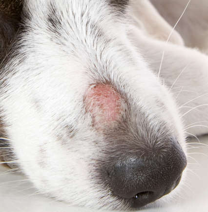 ringworm on dog's nose