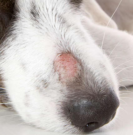 does dog hair grow back after ringworm