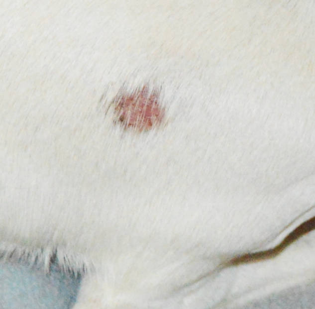 ringworm spot on white dog