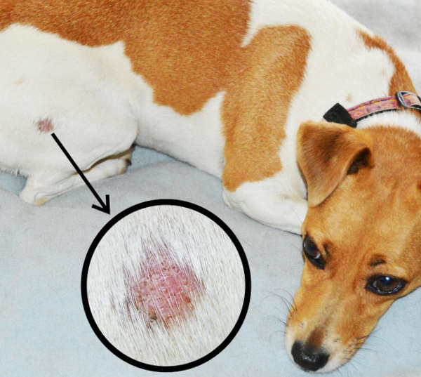 ringworm on dog with closeup view