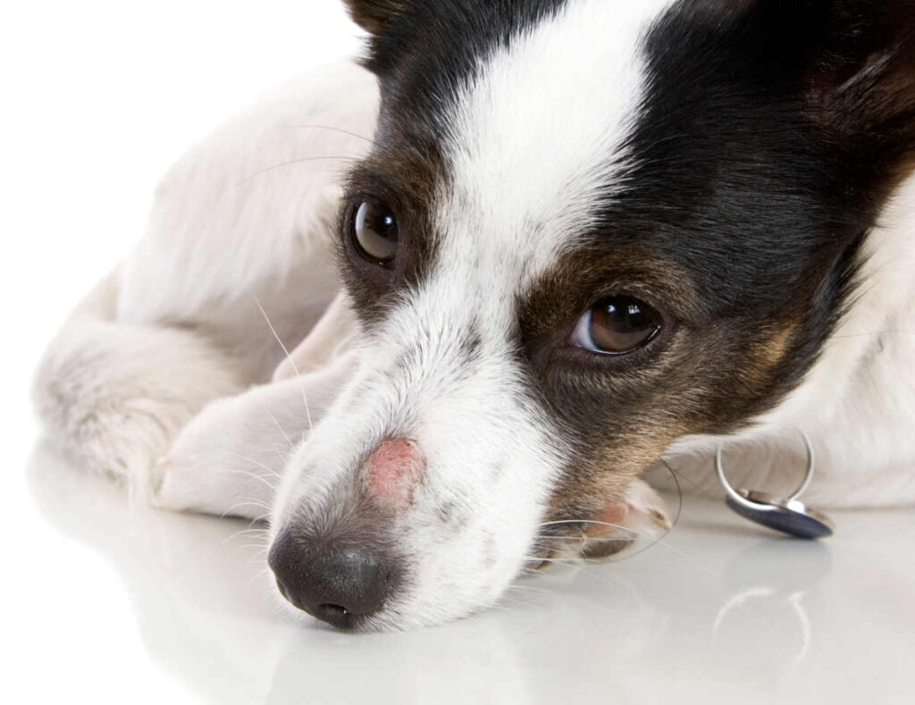 ringworm scabs on a dog's nose