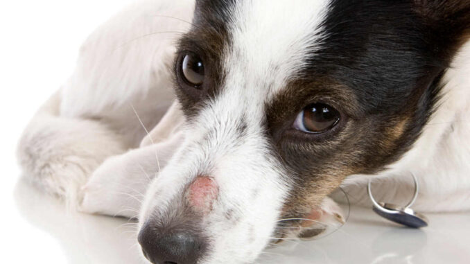 ringworm scabs on a dog's nose
