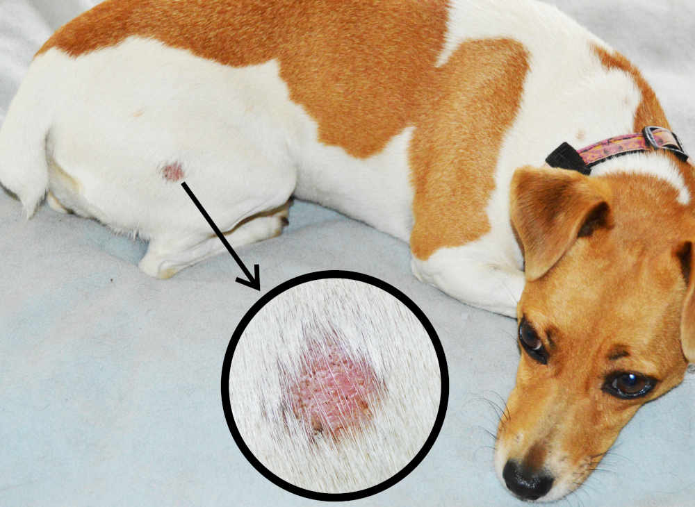 ringworm on a dog's backleg