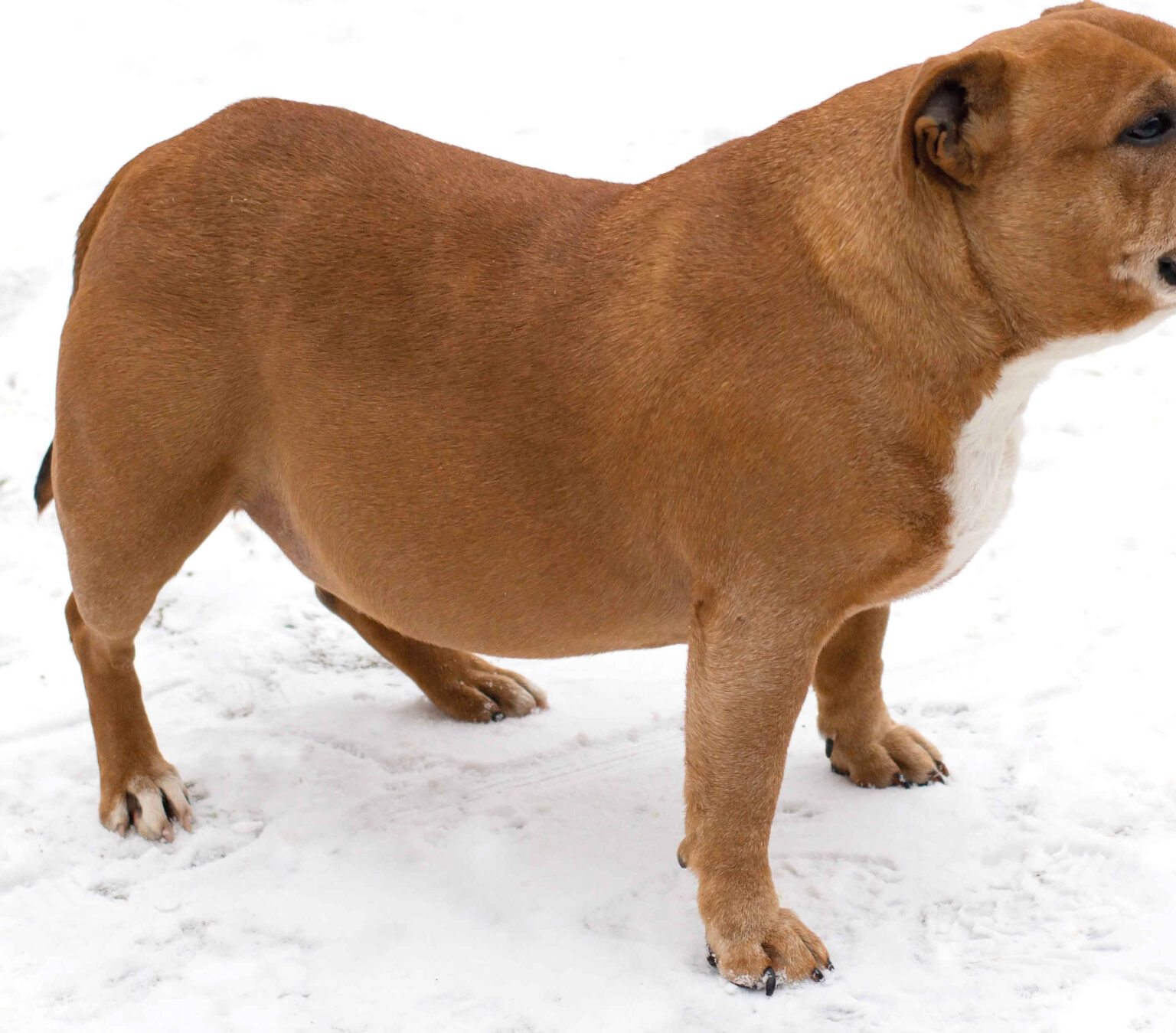 Pictures of Cushing’s Disease in Dogs, with Vet Explanations