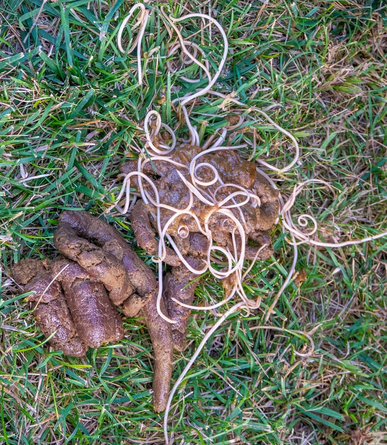 roundworms in a dog's poop on grass