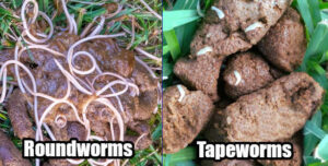 two pictures of roundworms and tapeworms in dog poop
