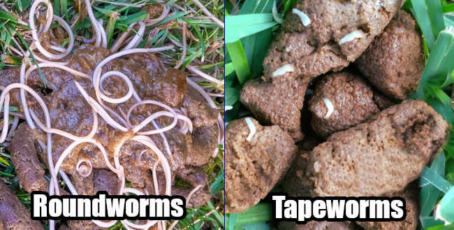 are-roundworm-eggs-in-dog-poop-visible