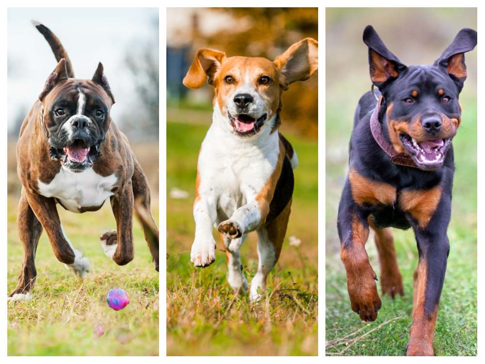 dogs who can run 1 to 5 miles