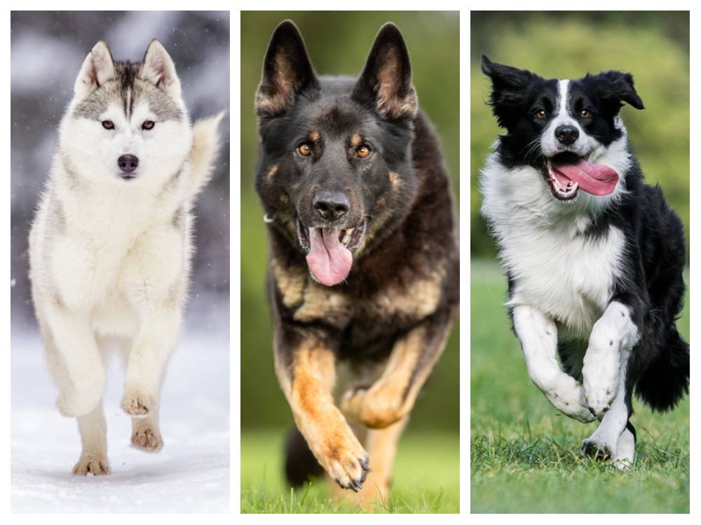 breeds that can run 10 miles or more