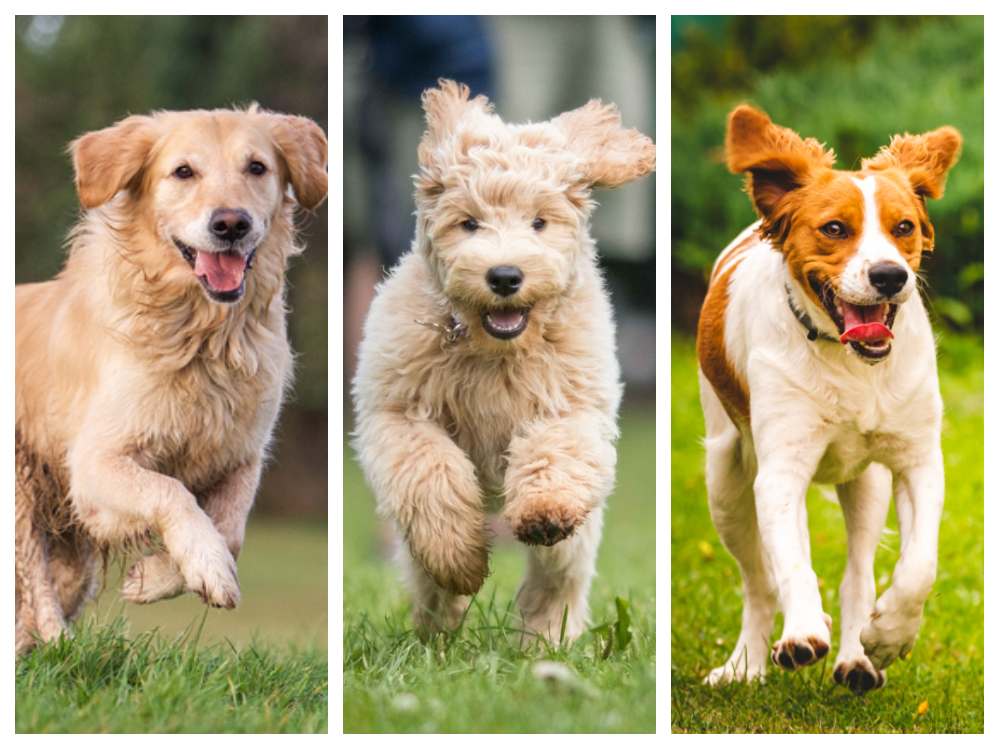 breeds that can run medium distances about 5 to 10 miles