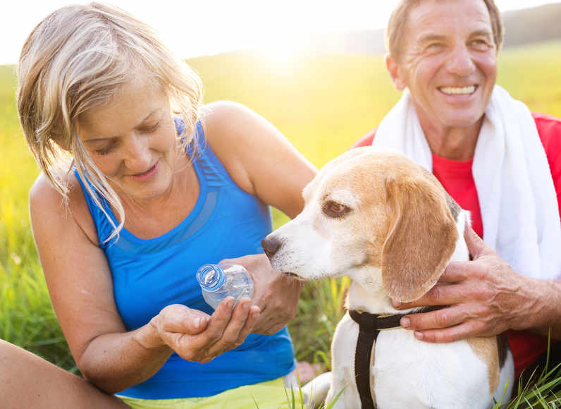 running dog drinking water with owner