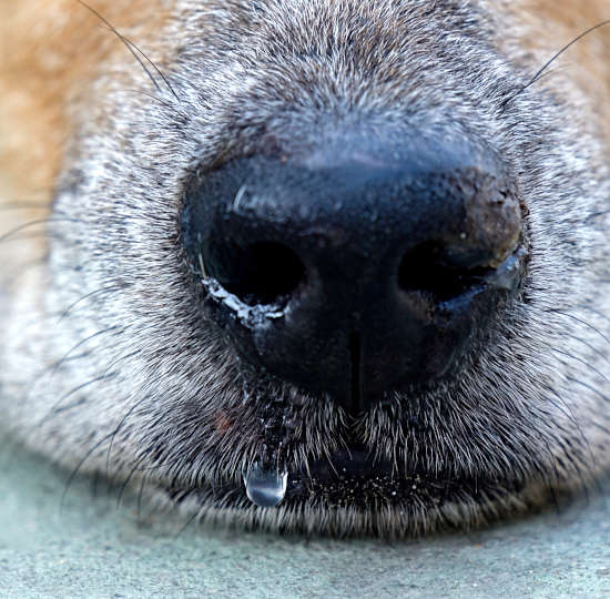 close up of a dog's runny nose