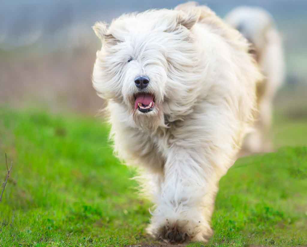 what breed are white fluffy dogs